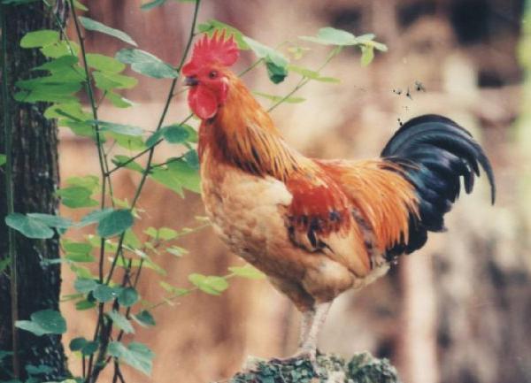 養雞20多年，他的南丹瑤雞成為珍寶，讓家鄉走上了致富之路