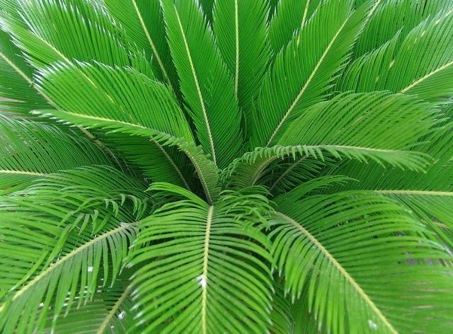 壽命長葉片翠綠，居家熱門盆景鐵樹，你真的了解它嗎？