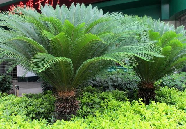 壽命長葉片翠綠，居家熱門盆景鐵樹，你真的了解它嗎？