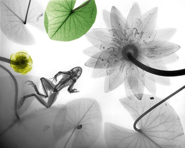 另類的大自然之美：X光線下的動植物透視圖