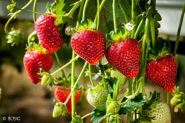 從草莓、藍莓到樹莓，有關“三莓”的科學常識，你知道多少？