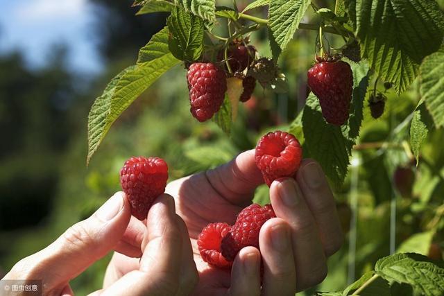 從草莓、藍莓到樹莓，有關“三莓”的科學常識，你知道多少？