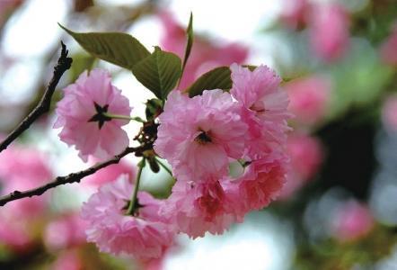 春天來了，桃花、杏花、櫻花、梨花……你是否也“傻傻分不清”