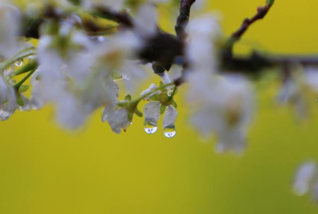 雨潤春花