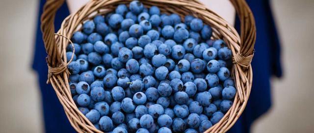 藍莓中富含花青素，護目健腦利心臟，醫生提醒：吃藍莓要注意3點