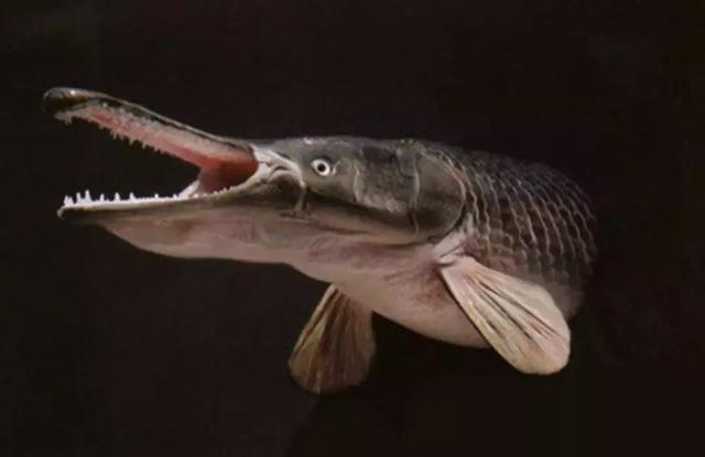 “怪魚”現身泰國湖中，屬史前魚類比恐龍出現得還早