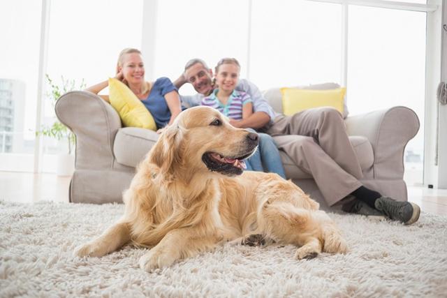每天讓狗狗在家待20個鐘，主人該如何調節環境，讓室內變得更舒適