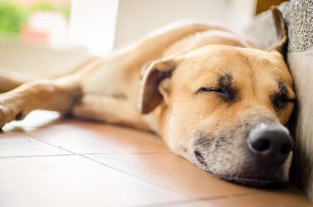 每天讓狗狗在家待20個鐘，主人該如何調節環境，讓室內變得更舒適