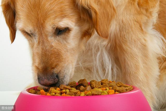 除了狗糧，這8種食物，有利於狗狗的健康，一般人都餵得起！